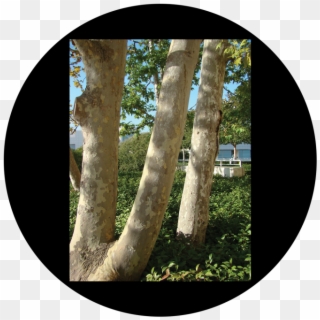 More Views - D - Antonakos - Tree Trunks - Birch Clipart