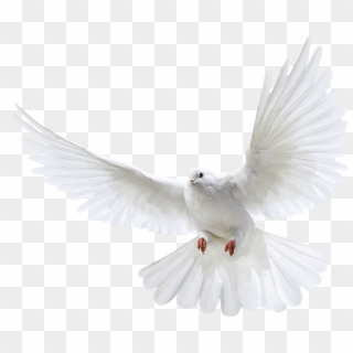 White Flying Pigeon Png Image - Pigeon Png Clipart