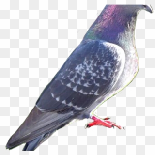 Attract Pigeons Clipart