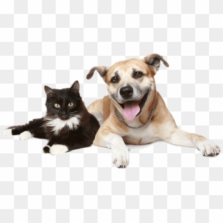 56 110k Favicon 18 Apr 2018 - National Spay Day 2019 Clipart