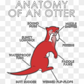Anatomy Of An Otter - Cartoon Clipart