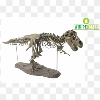 4d T-rex Fossil Model - Fossils T Rex Clipart