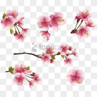 Flower Spring Pink Png Clipart