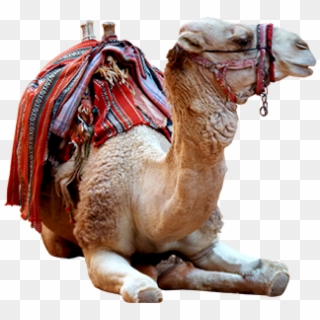 Camel Photo Png - Arabian Camel Clipart