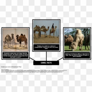 How The Camel Got His Hump - Fun Facts About Dromedary Camel Clipart