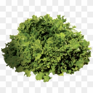 Salade Rouge Salade Frisée Laitue - Rapini Clipart