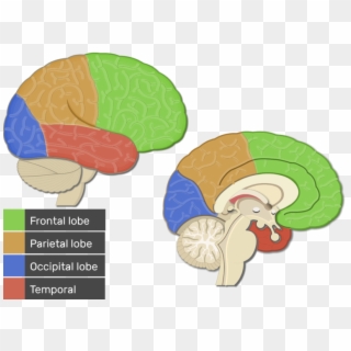Brain Clipart Frontal Lobe - Primary Visual Cortex - Png Download