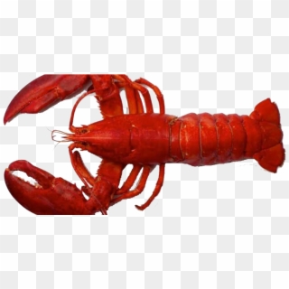 Red Lobster Alive Clipart