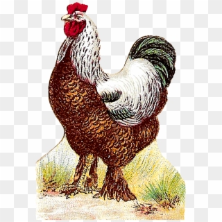 Digital Roosters Clipart Download - Rooster - Png Download