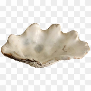 Shell Transparent Clam - Giant Clam Clipart