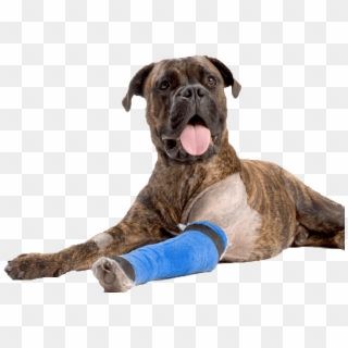 Dog Bandage Png Clipart