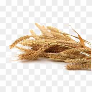 Grain Png Transparent Picture - Whole Grain Wheat Png Clipart