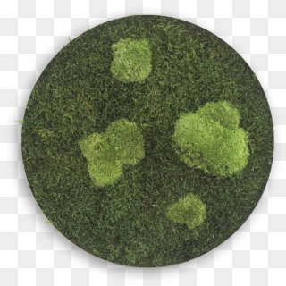 Flat En Pole Moss Circle ⍉ 34 Cms - Circle Clipart