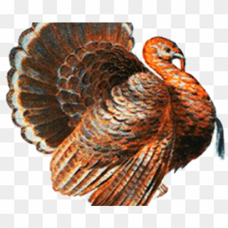 Turkey Bird Clipart Transparent Tumblr - Thanksgiving Menu Clip Art - Png Download