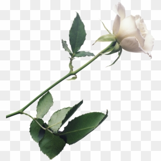 Single Rose Download Transparent Png Image - White Rose Png Files Clipart