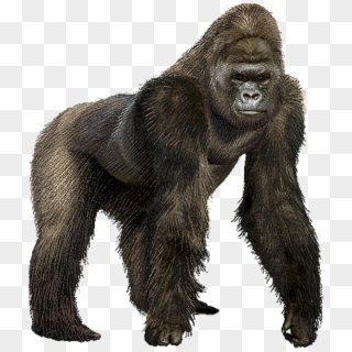 Goril Png - Gorilla Gif No Background Clipart