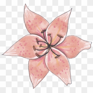 A Specimen Flower Png Transparent - Sketch Clipart