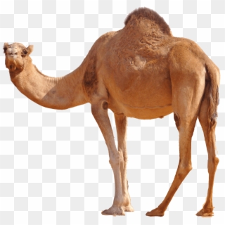 Free Png Desert Camel Standing Png Images Transparent - Transparent Camel Png Clipart