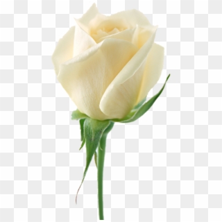 White Roses - White Rose Png Clipart