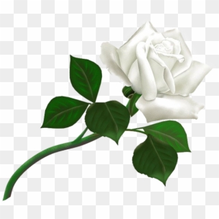 White Rose Png Image, Flower White Rose Png Picture - Thank You For Add Clipart