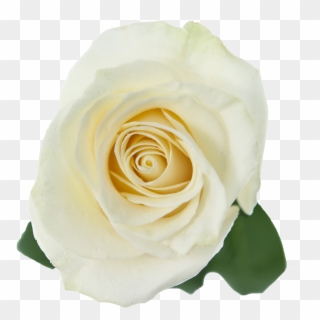 Transparent White Rose Png Clipart