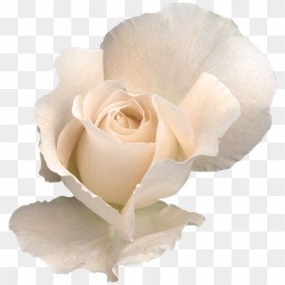 White Rose Png Clipart Image - White Rose Transparent