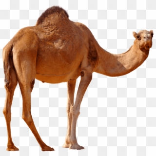 Free Png Desert Camel Standing Png Images Transparent - Transparent Background Camel Png Clipart