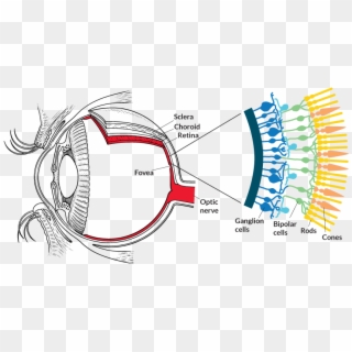 Seeing The - Photoreceptors In Retina Clipart