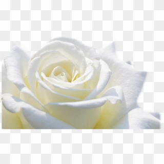 White Wallpaper Flower Hd Clipart