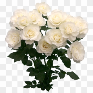 123 Images About Png On We Heart It - White Roses Png Clipart