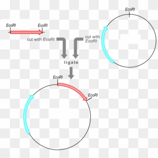 The Vector Already Contains A Selectable Marker Gene - Insert Fragment Into Plasmid Clipart