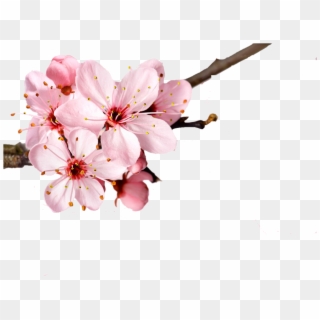 Cherry Blossom Flower Petal Clipart