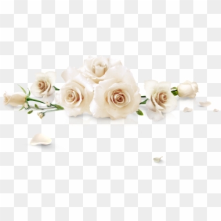 Spilled White Roses - Garden Roses Clipart