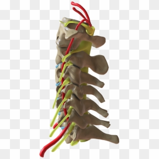 Cervical Spine Side View - Toy Clipart