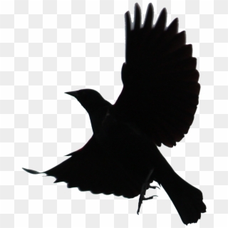 Black Bird Png - Flying Black Bird Clipart Transparent Png