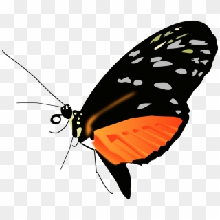 Big Image - Butterfly Hd Images Png Clipart