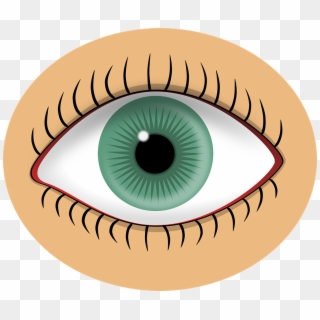 Eyeball Clipart Sight Senses - Eye Clipart - Png Download