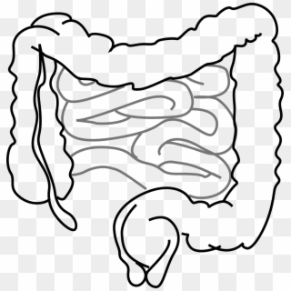 Study Shows How Body Prevents Potentially Useful Bacteria - Drawing Of A Gut Clipart