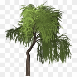 Willow Tree Green - 버드 나무 잎 Png Clipart