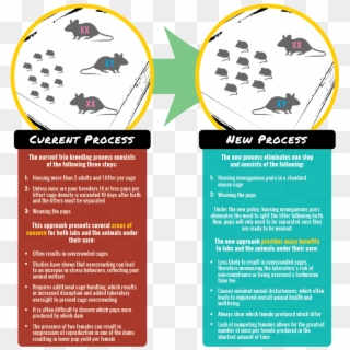 Graphic Detailing The Current And New Processes For - Pest Clipart