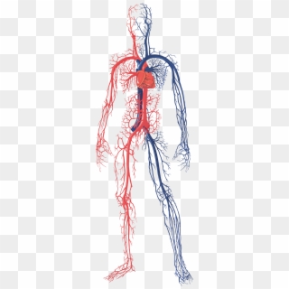 Female Circulatory System - Arteries And Veins Heart And Lungs Clipart