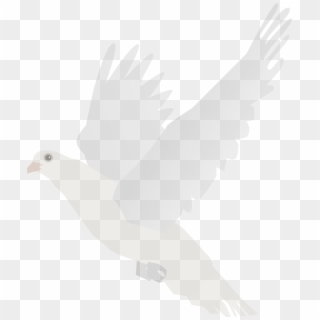 Big Image Png - Stock Dove Clipart