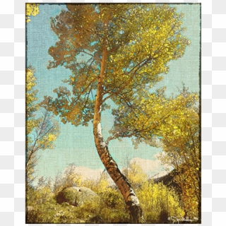 Aspen Tree Png - Birch Clipart