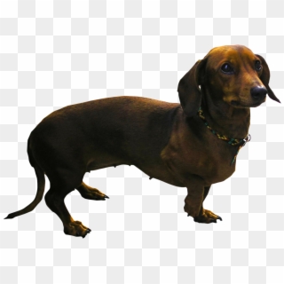 Dachshund Png - Dog With A Lot Of Legs Clipart