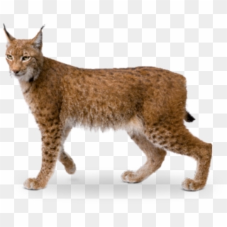 Eurasian Lynx - Eurasian Lynx Png Clipart