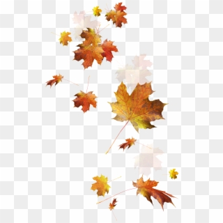 Autumn Color Leaves Leaf Falling Download Hd Png Clipart - Falling Autumn Leaves Png Transparent Png