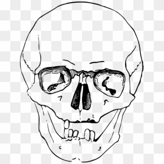 Bone Dead Head Skeleton Skull Png Image - Sketsa Gambar Tengkorak Manusia Clipart