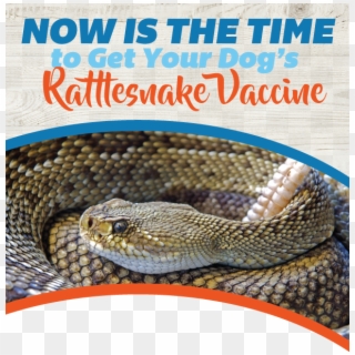 Get Your Dog's Rattlesnake Vaccine - Rattlesnake Bite Clipart