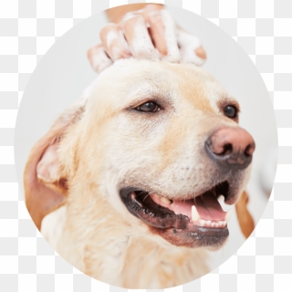 Dog Bath 20 Jul 2017 - Shampoo Dog Hair Clipart