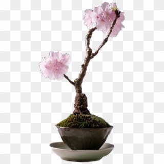Bonsai Tree - Bonsai Clipart